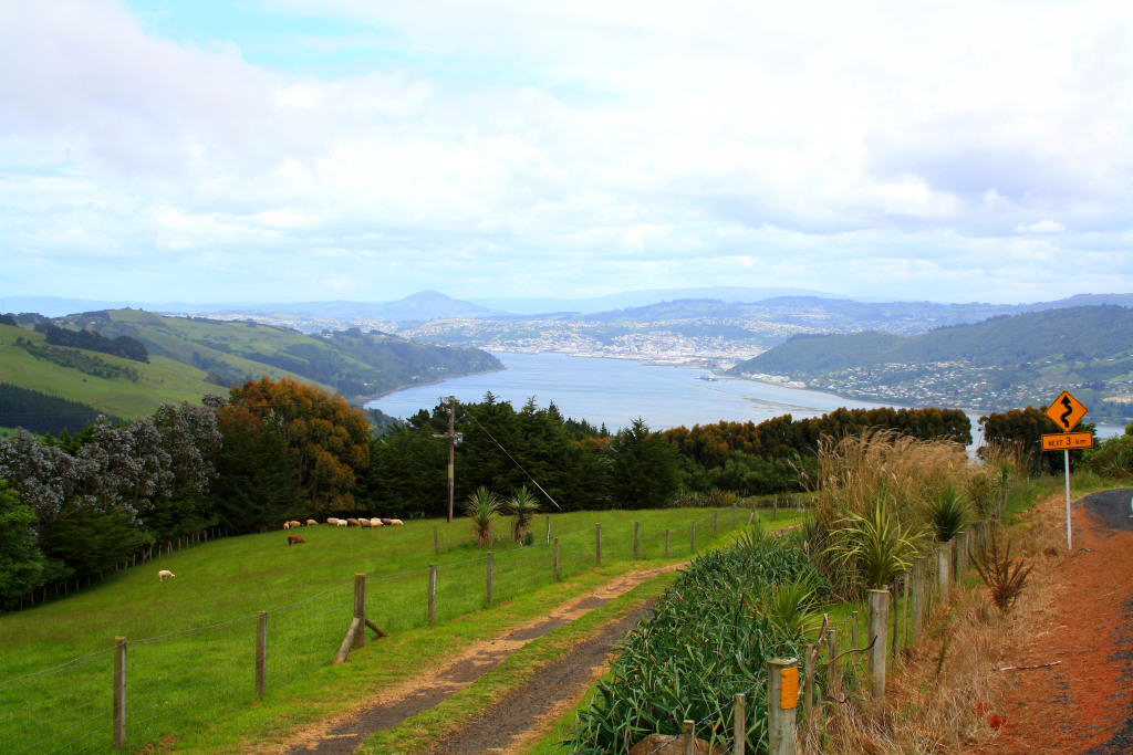 Otago Peninsula 4